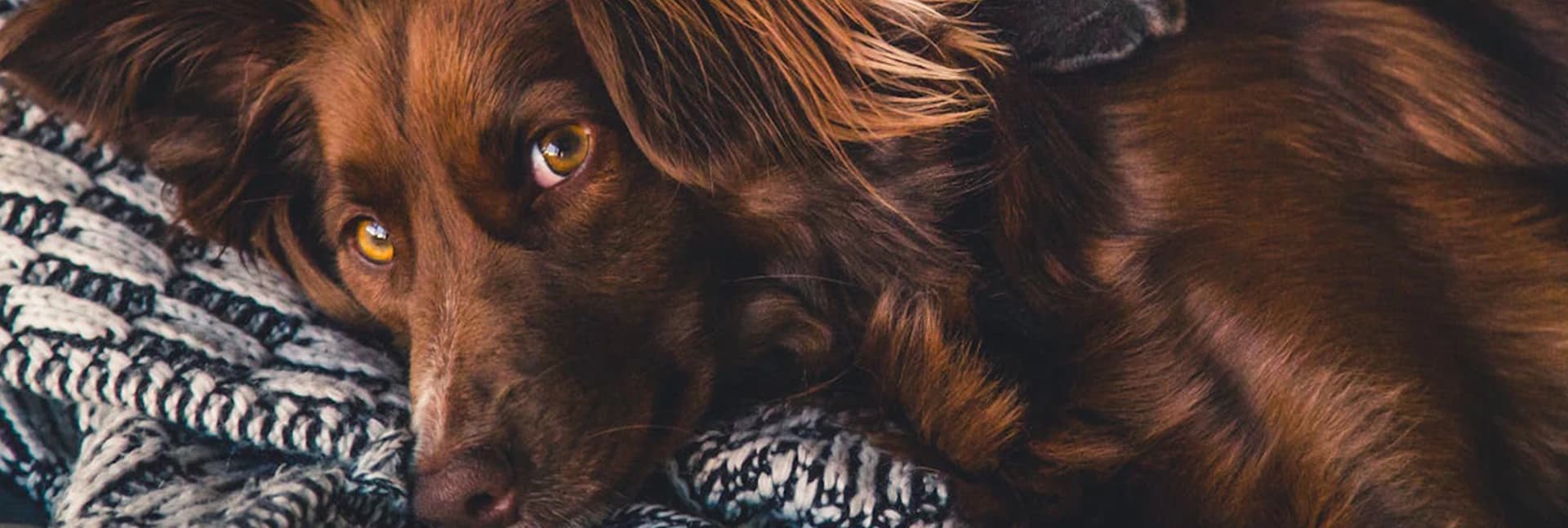 Brown dog resting its head on a blanket