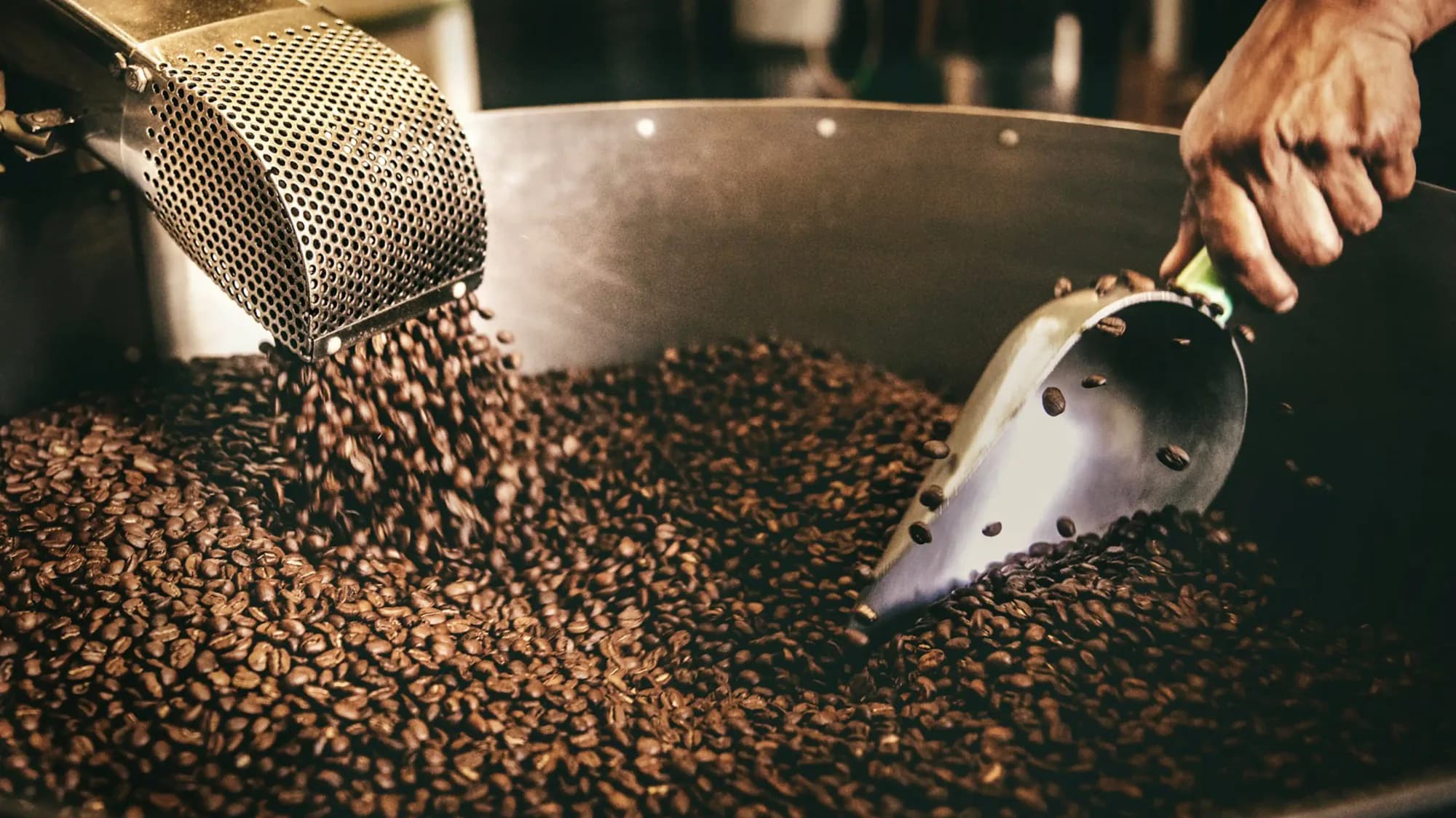 Freshly roasted coffee beans being scooped from a roaster